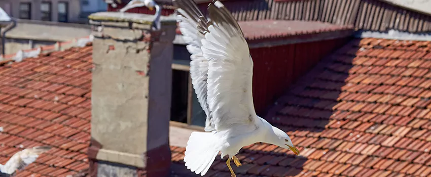 Residential Chimney Animal Removal Solution in Woonsocket, RI